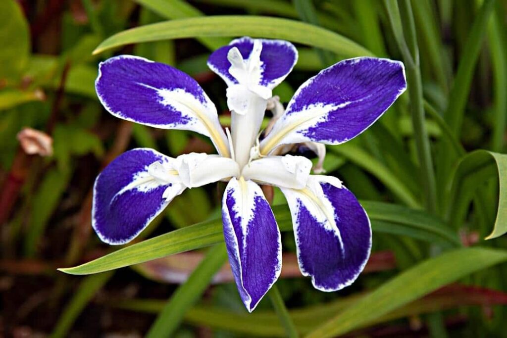 Iris-laevigata exotica