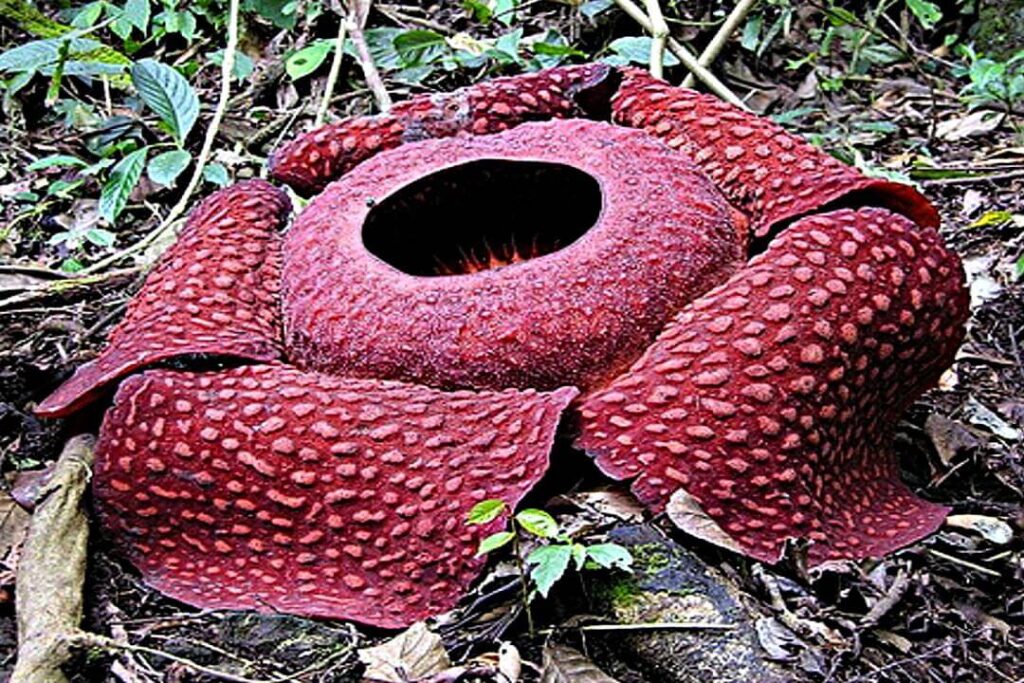 Rafflesia-arnoldii flor exotica